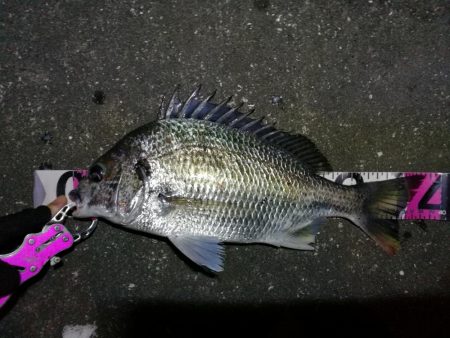 南港へち釣行 （11/2 まーまー好釣果の…