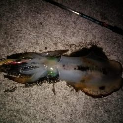 エギング　今季最大