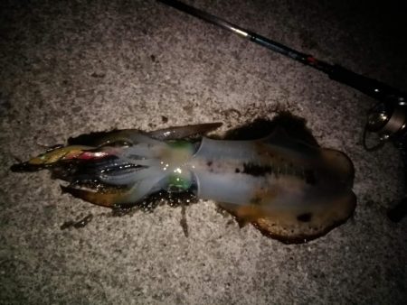 エギング　今季最大