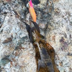 アオリイカ探して