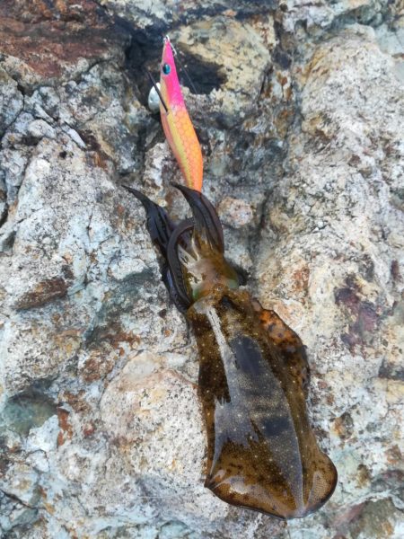 アオリイカ探して