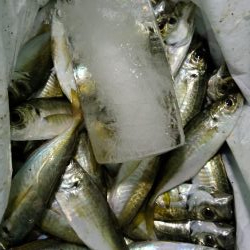 先週に引き続き