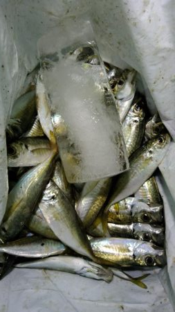 先週に引き続き