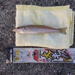 久しぶりの淡路島釣行