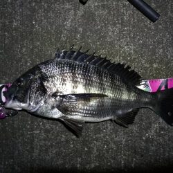 南港へち釣行 （11/3 良い感じに好釣果の南港ヘチ釣り 真チヌ46cm、キビレ、シーバス 他 釣果有り）