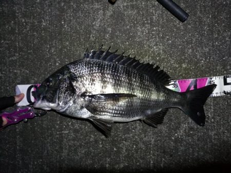 南港へち釣行 （11/3 良い感じに好釣果の南港ヘチ釣り 真チヌ46cm、キビレ、シーバス 他 釣果有り）