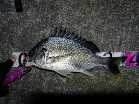 南港へち釣行 （11/4 南港ヘチ釣り キ…