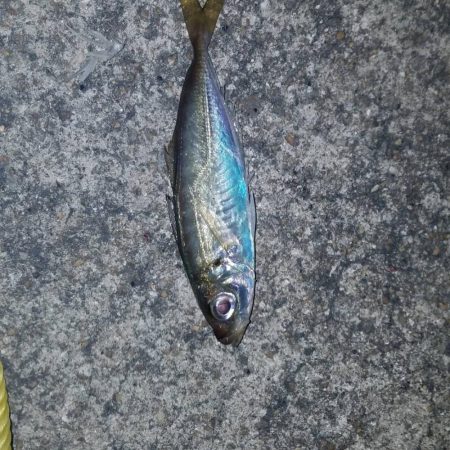 ちょいとアジング