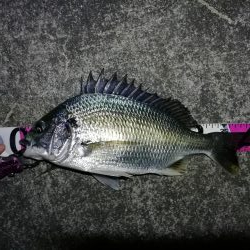 南港へち釣行 （11/5 南港ヘチ釣り キビレチヌ41cm、ハゼ 釣果有り）