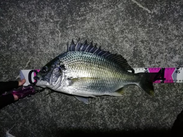 南港へち釣行 （11/5 南港ヘチ釣り キビレチヌ41cm、ハゼ 釣果有り）