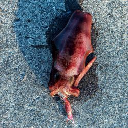 サイズアップの時期?