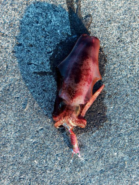 サイズアップの時期?