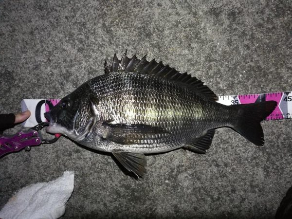 南港へち釣行 （11/8 冬入りの南港ヘチ釣り 真チヌ 43cm、キビレチヌ、釣果有り）