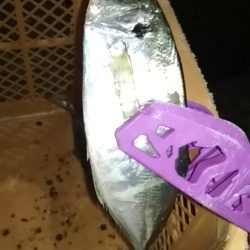 中あじ好調!尺アジ釣れず…