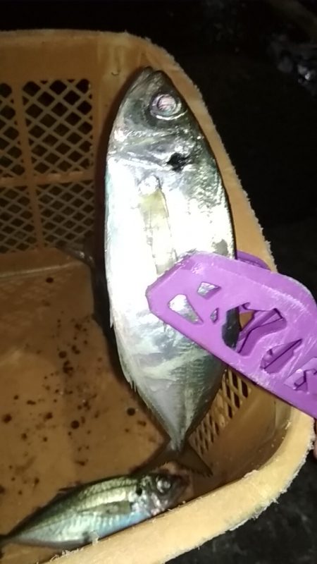 中あじ好調!尺アジ釣れず…