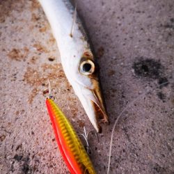 爆風でカマスとロウニンアジ