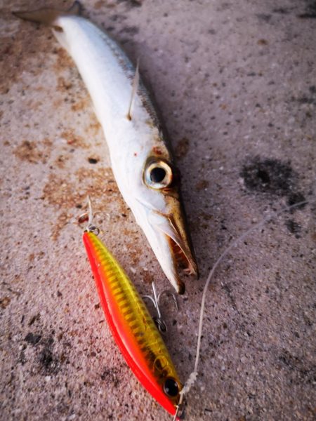 爆風でカマスとロウニンアジ