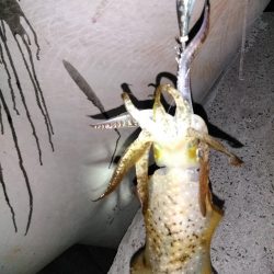 かなりスレてる様な？