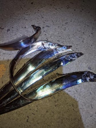 かもめ大橋夕まずめ