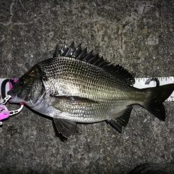 南港へち釣行 （11/10 南港ヘチ釣り 真チヌ 35cm、ガシラ、キビレ他 釣果有り）