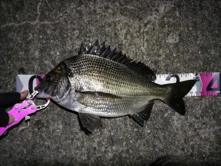 南港へち釣行 （11/10 南港ヘチ釣り …