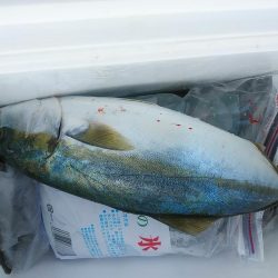 ハマチとヒラメ釣れた