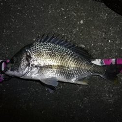 南港へち釣行 （11/11 南港ヘチ釣り 真チヌ 44.5cm、キビレ 釣果有り）