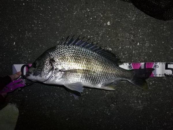 南港へち釣行 （11/11 南港ヘチ釣り 真チヌ 44.5cm、キビレ 釣果有り）