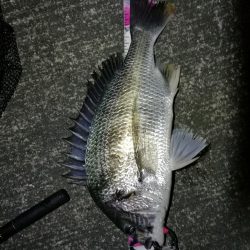 南港へち釣行 （11/12 南港ヘチ釣り キビレチヌ 43.5cm、真チヌ、ハゼ 釣果有り）