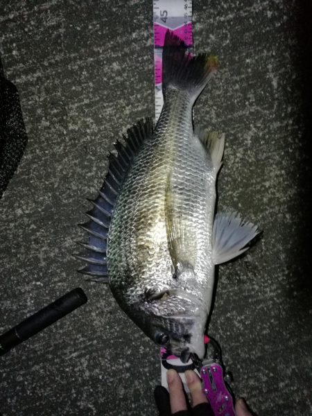 南港へち釣行 （11/12 南港ヘチ釣り …