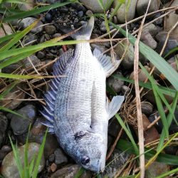 落鮎シーズンのシーバス求めて