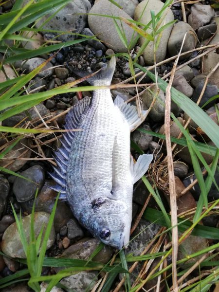 落鮎シーズンのシーバス求めて