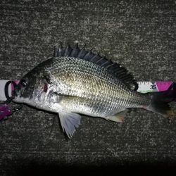 南港へち釣行 （11/13 南港ヘチ釣り キビレチヌ 42cm、真チヌ、ガシラ 釣果有り）