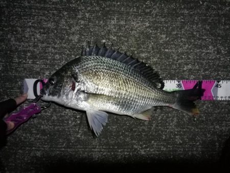 南港へち釣行 （11/13 南港ヘチ釣り キビレチヌ 42cm、真チヌ、ガシラ 釣果有り）