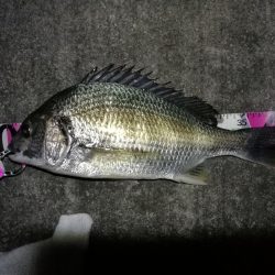南港へち釣行 （11/15 南港ヘチ釣り キビレチヌ 44cm、タケノコメバル19cm 他 釣果有り）