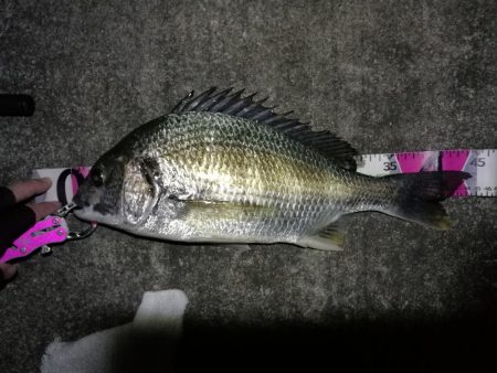 南港へち釣行 （11/15 南港ヘチ釣り キビレチヌ 44cm、タケノコメバル19cm 他 釣果有り）