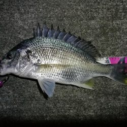 南港へち釣行 (11/16 南港ヘチ釣り キビレチヌ 45cm、真チヌ、ハゼ 釣果有り)