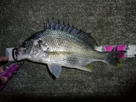 南港へち釣行 （11/16 南港ヘチ釣り …