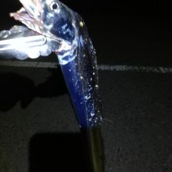 久しぶりにタチウオ探して