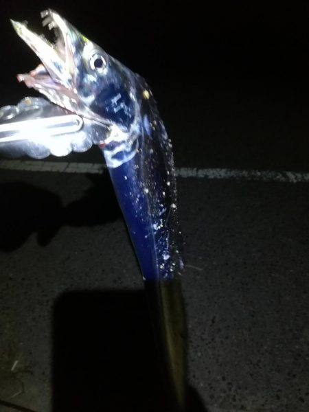 久しぶりにタチウオ探して