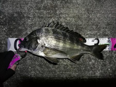 南港へち釣行 （11/17 南港ヘチ釣り …