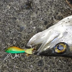 シーバスゲット