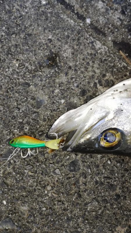 シーバスゲット