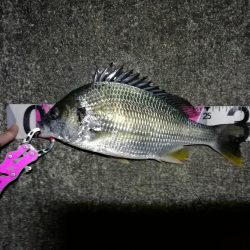 南港へち釣行 (11/18 南港ヘチ釣り キビレチヌ 33cm、真チヌ、ハゼ 釣果有り)