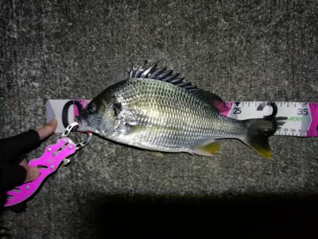 南港へち釣行 （11/18 南港ヘチ釣り …