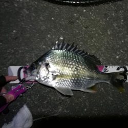 南港へち釣行 (11/20 木枯らし吹く南港ヘチ釣り キビレチヌ 32.5cm、ハゼ 釣果有り)