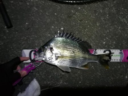 南港へち釣行 (11/20 木枯らし吹く南港ヘチ釣り キビレチヌ 32.5cm、ハゼ 釣果有り)