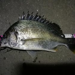 南港へち釣行 (11/21 南港ヘチ釣り キビレチヌ 40cm、ハゼ 釣果有り)