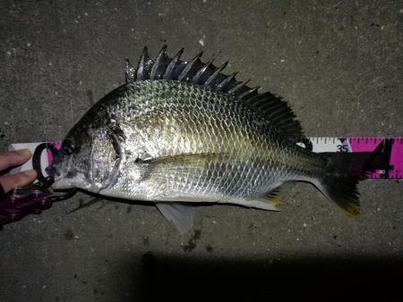 南港へち釣行 （11/21 南港ヘチ釣り …