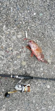 ライトショアジギング